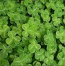 shamrocks-jpeg shamrocks-jpeg